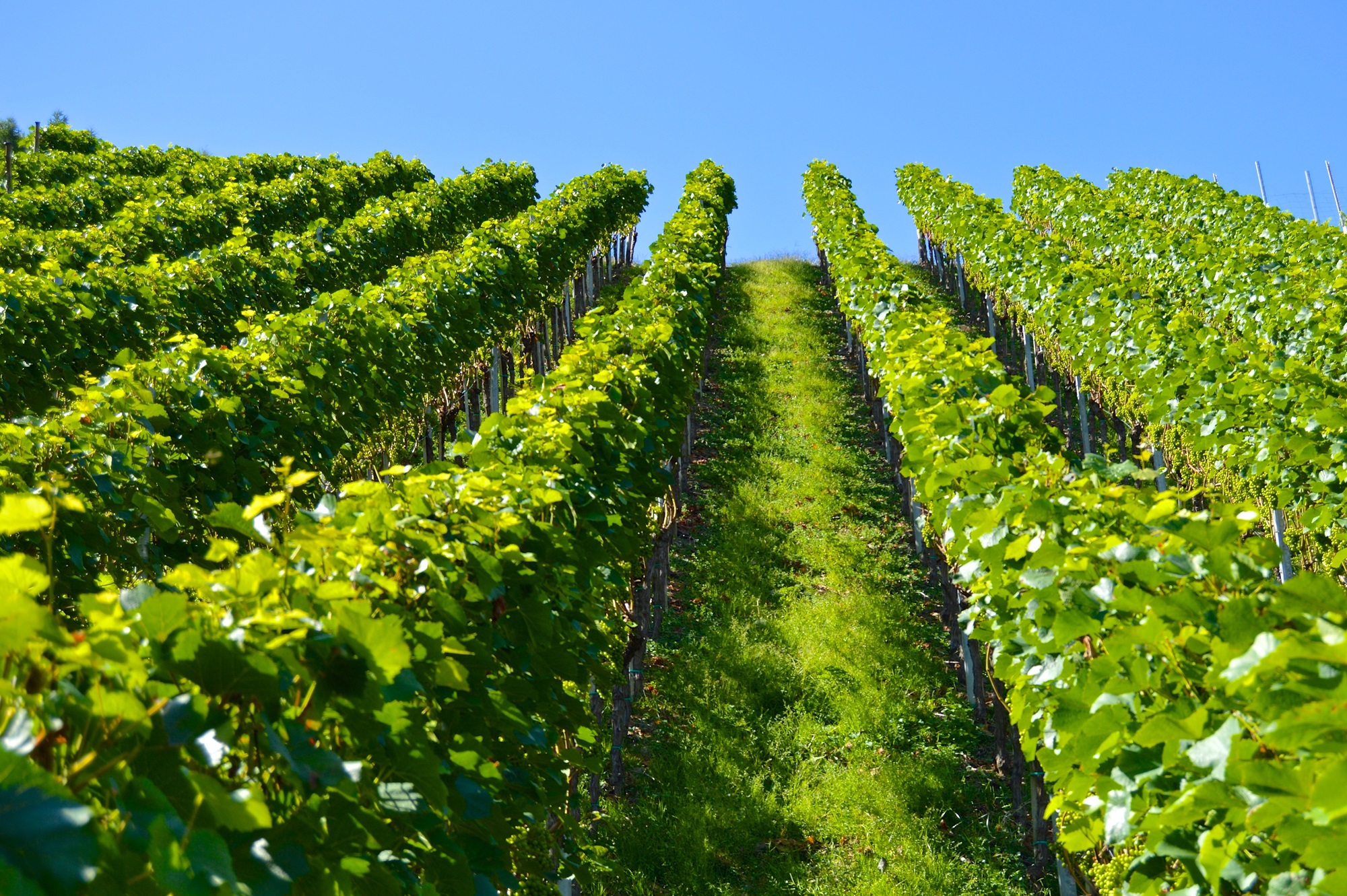 vignoble-2